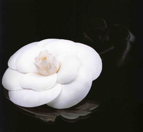 coco chanel camellia flower.